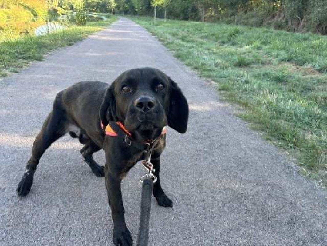 Zorg - Chien à adopter - photo 2