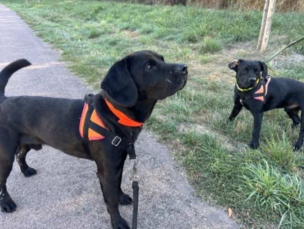 Zorg - Chien à adopter - photo 3