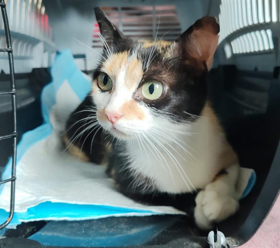 Bumby - Chat Européen à adopter