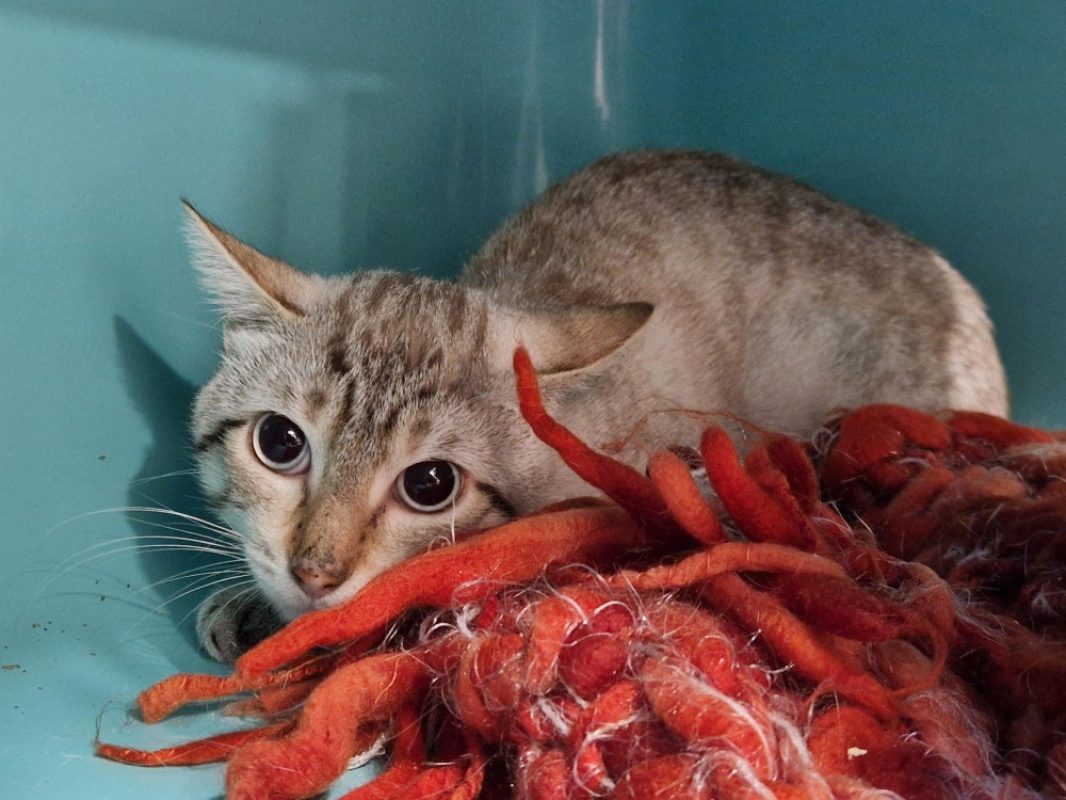 Sharky - Chat Européen à adopter