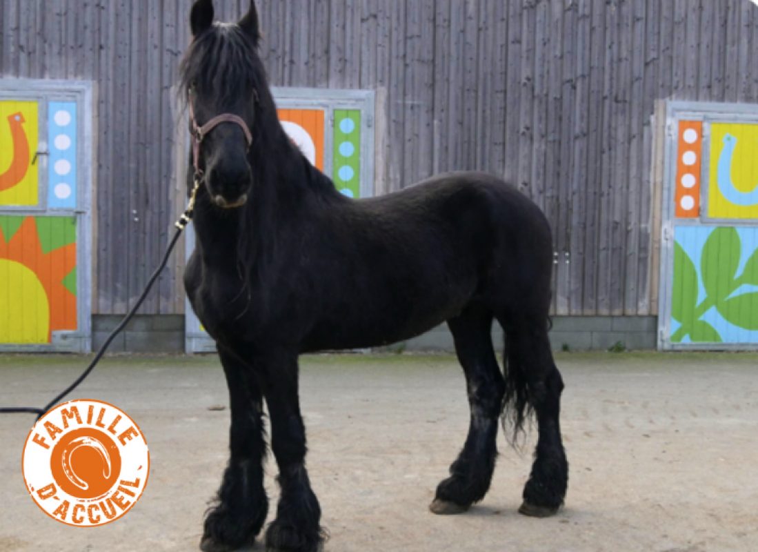 Gabor - Equidé Cheval à adopter