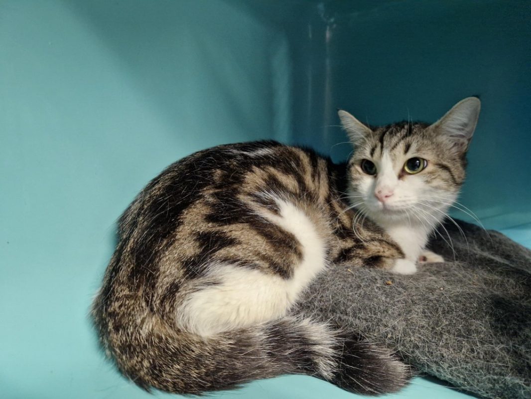 Artichou - Chat Européen à adopter