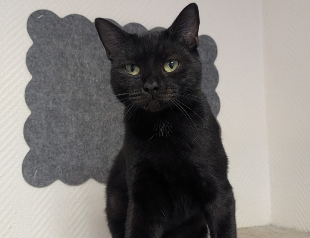 Mia - Chat Européen à adopter