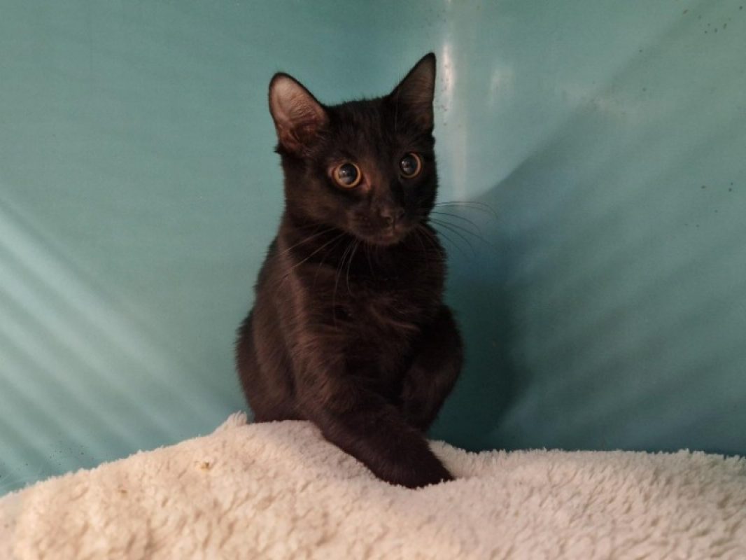 Potiend - Chat Européen à adopter