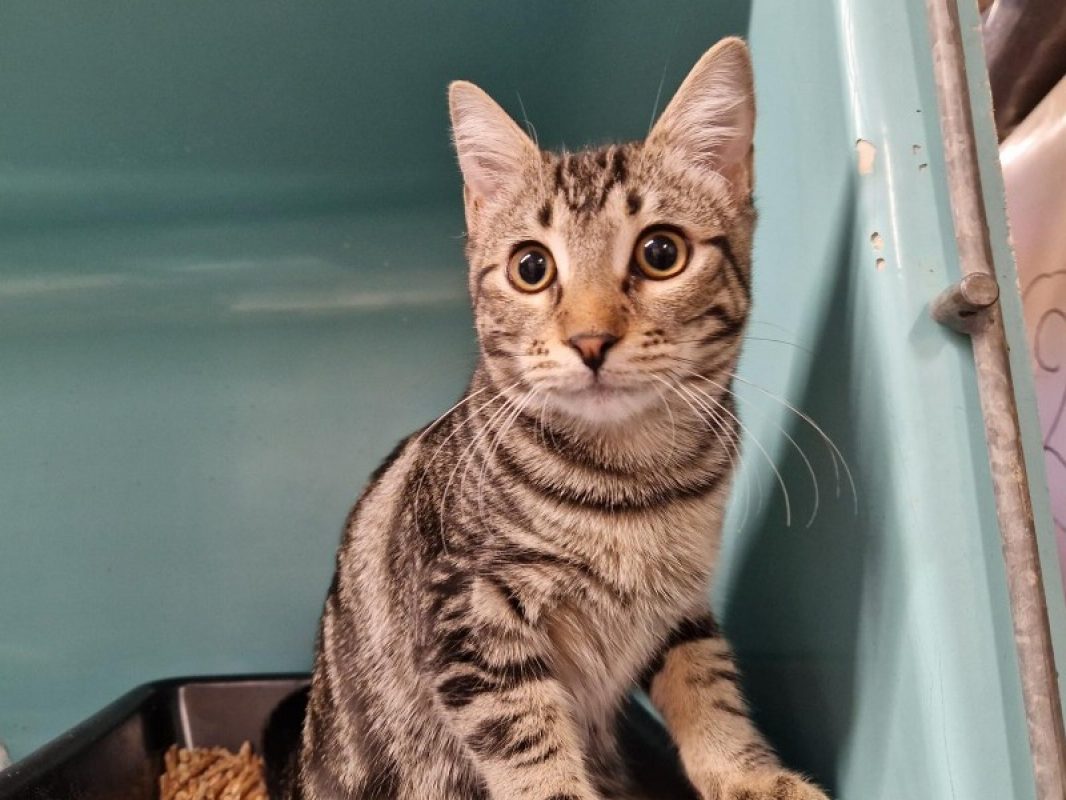 Poticlap - Chat Européen à adopter