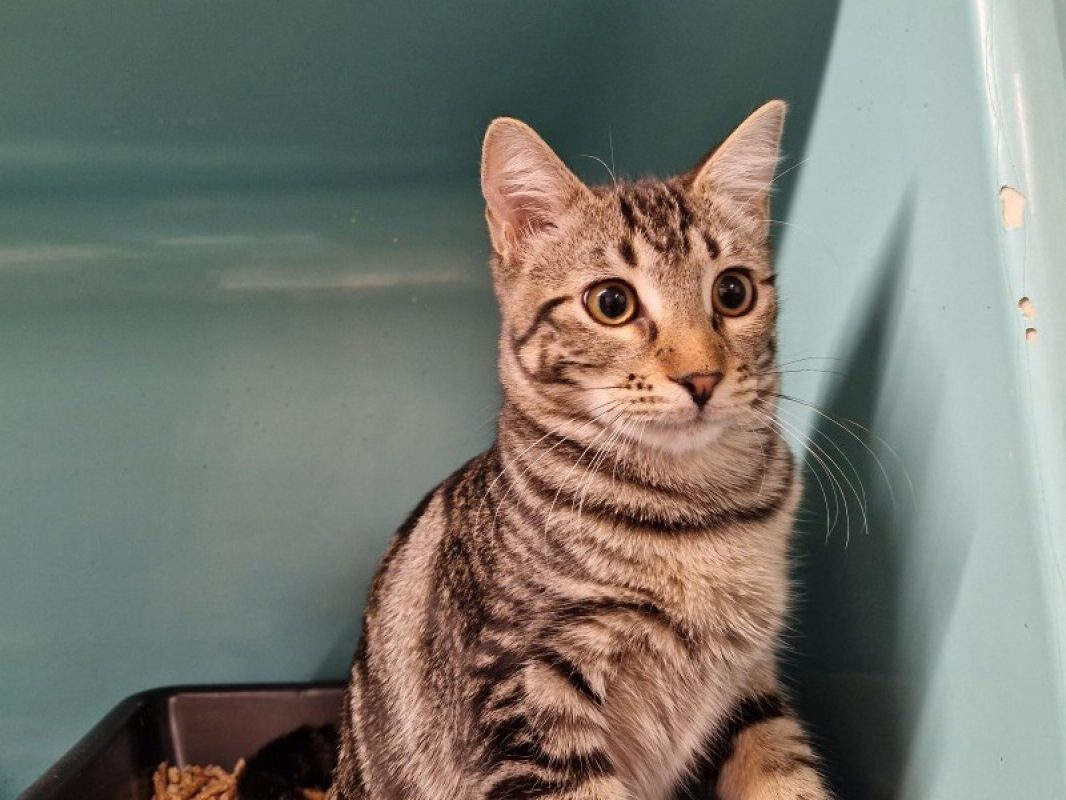 Poticlap - Chat Européen à adopter - photo 2