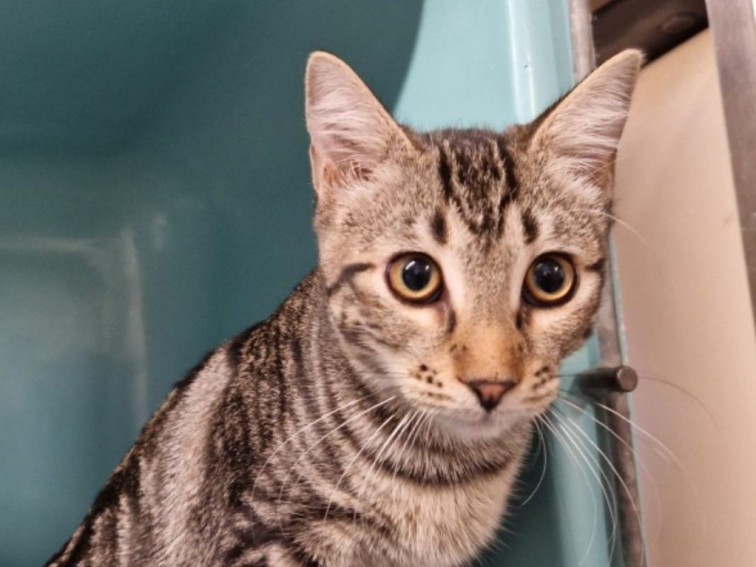 Poticlap - Chat Européen à adopter - photo 3