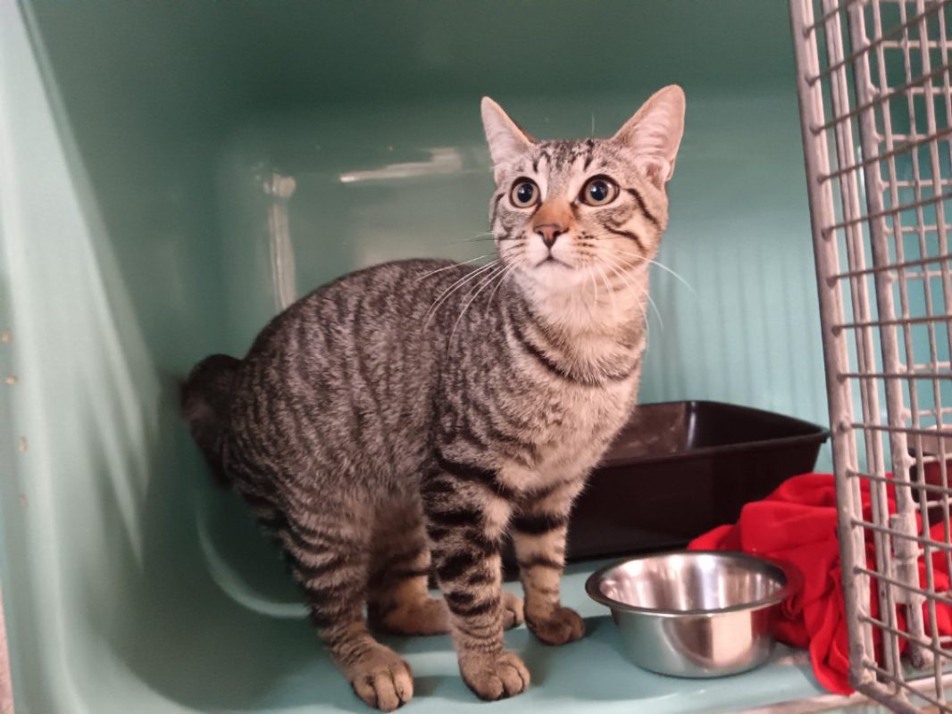 Malo - Chat Européen à adopter