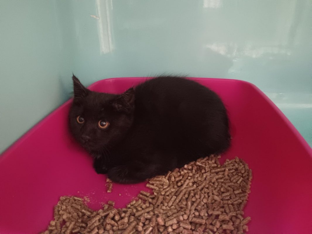 Tac - Chat Européen à adopter