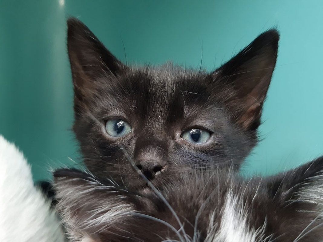 Soprano - Chat Européen à adopter