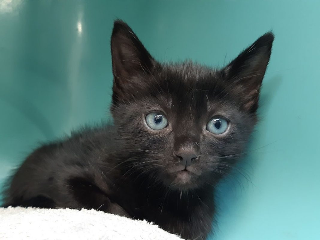 Soprano - Chat Européen à adopter - photo 2