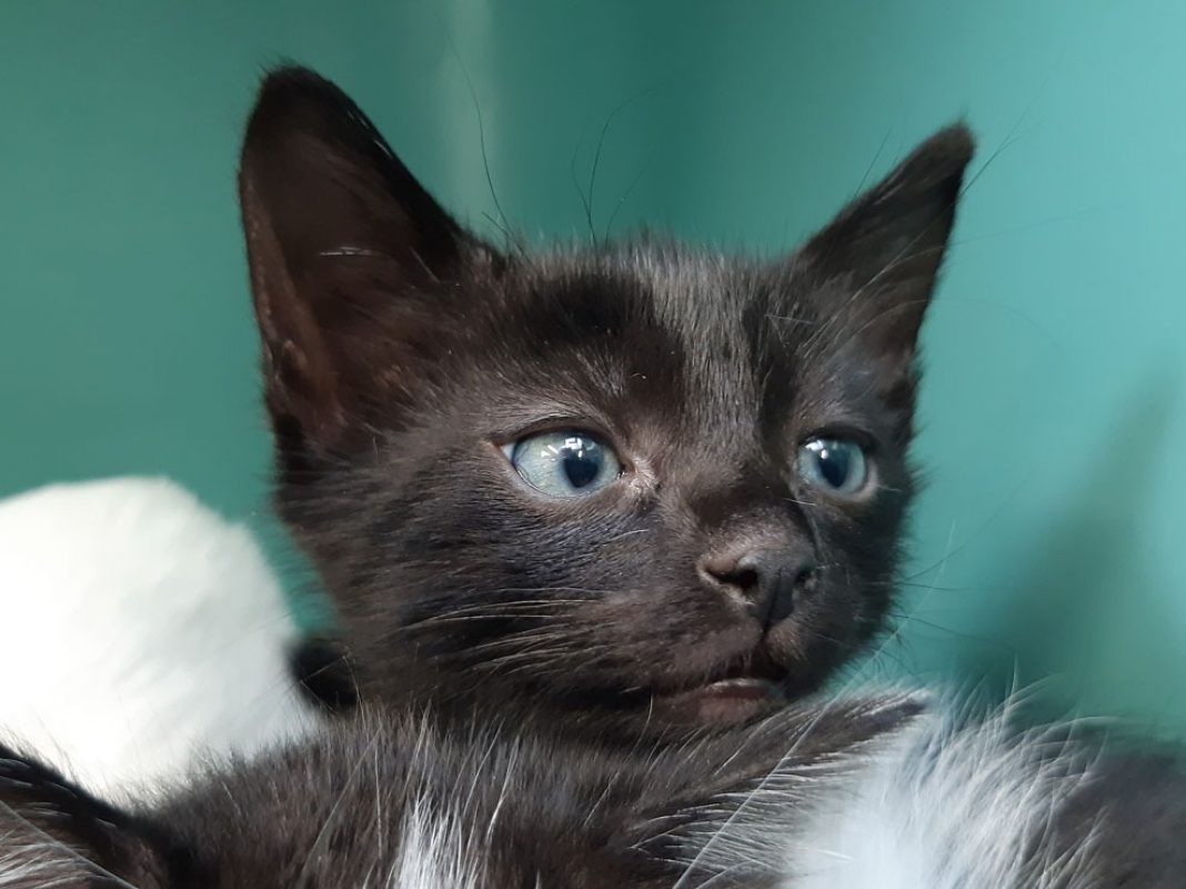Soprano - Chat Européen à adopter - photo 3
