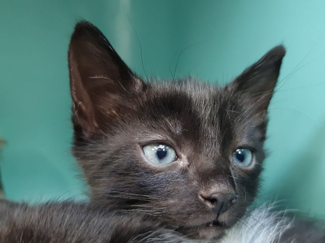Soprano - Chat Européen à adopter - photo 4