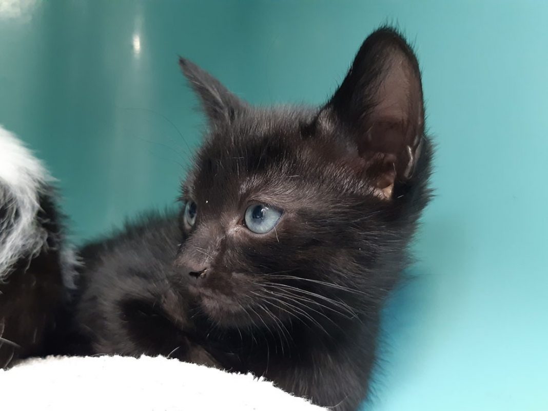 Soprano - Chat Européen à adopter - photo 6