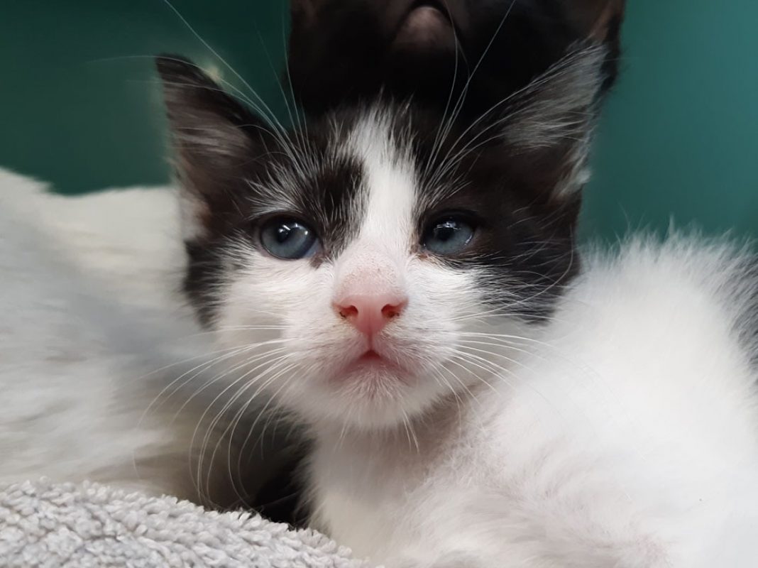 Sweety - Chat Européen à adopter