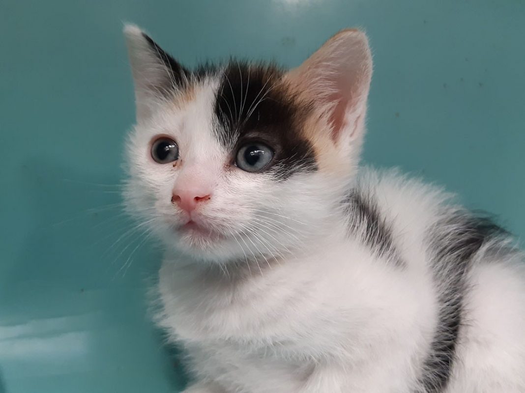 Sixteen - Chat Européen à adopter