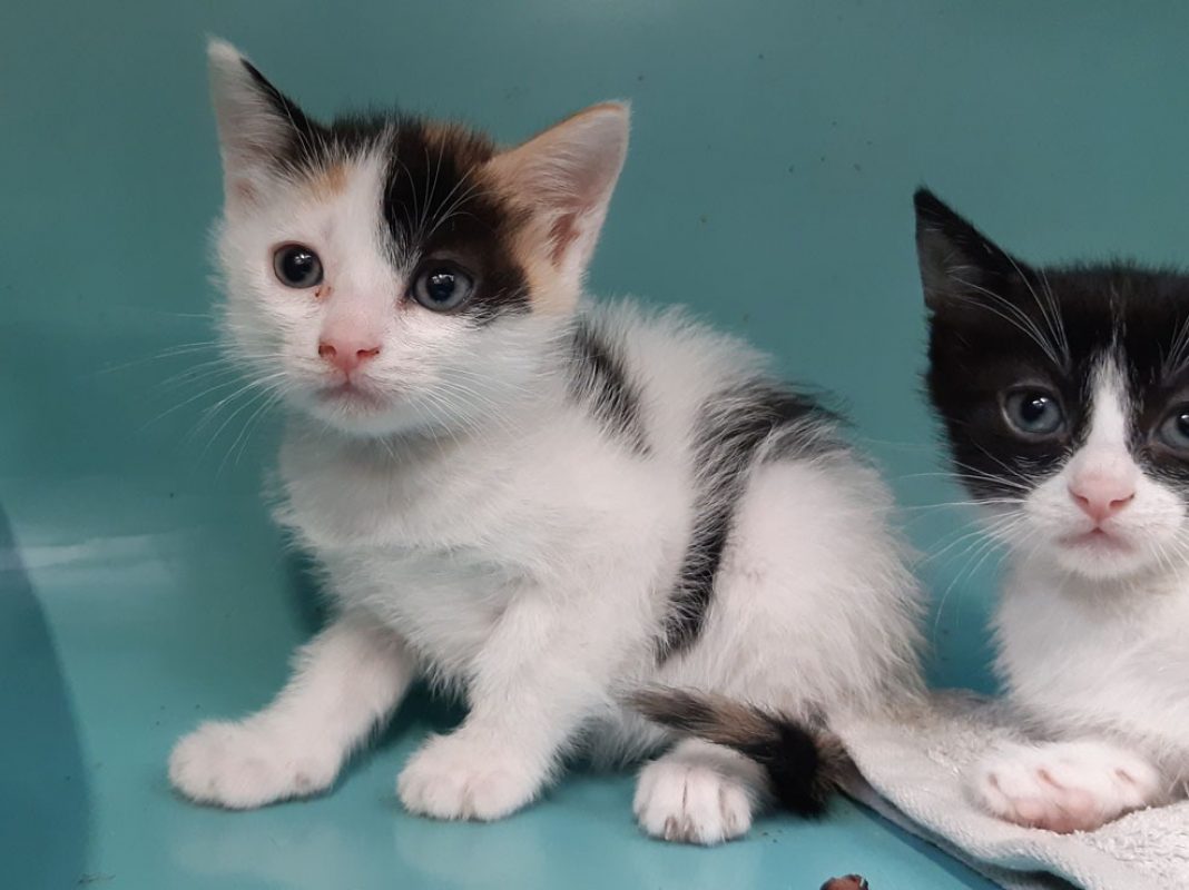 Sixteen - Chat Européen à adopter - photo 2