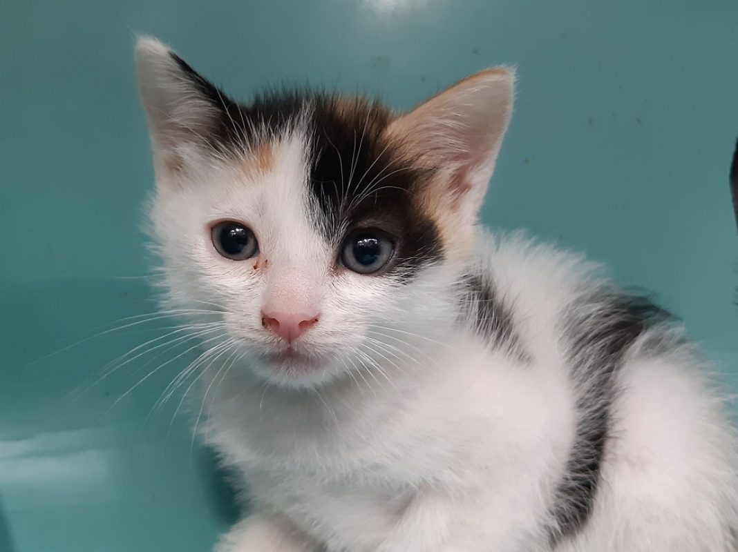 Sixteen - Chat Européen à adopter - photo 3