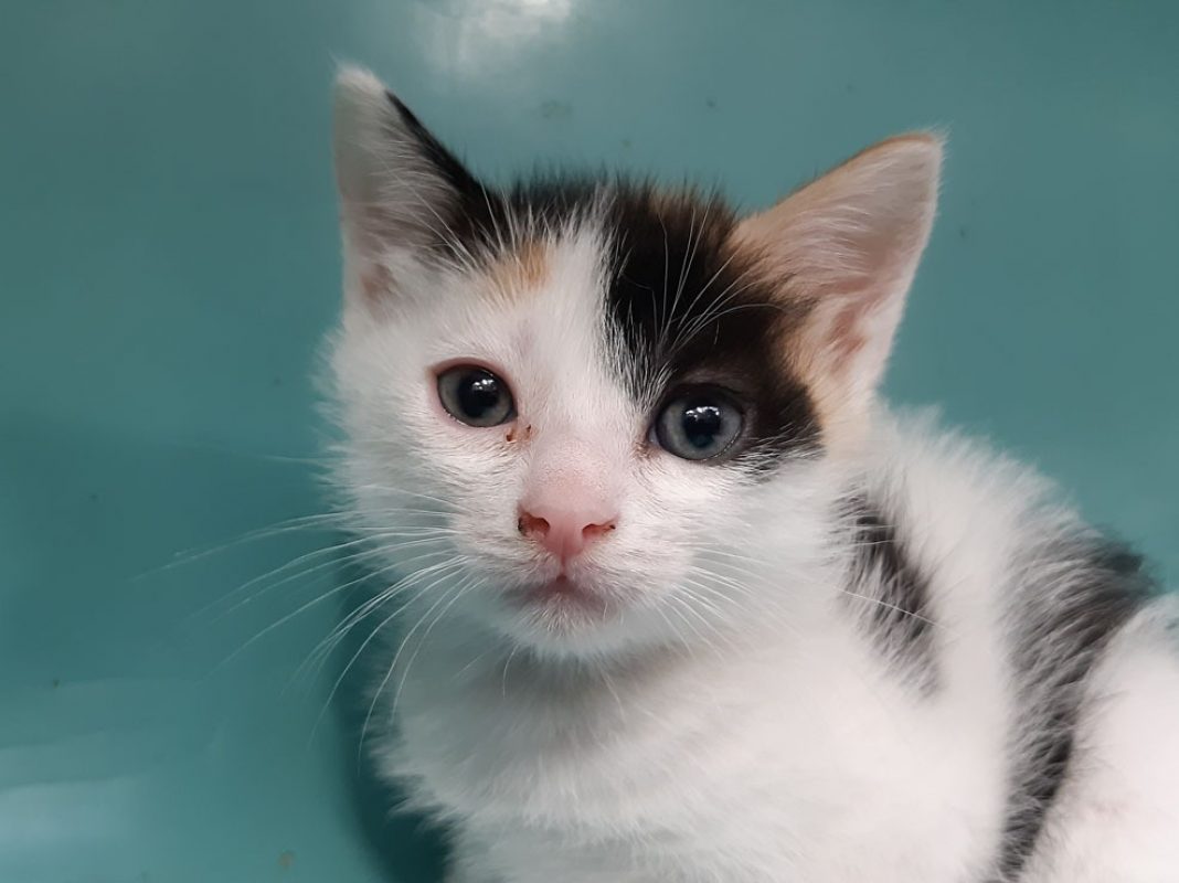 Sixteen - Chat Européen à adopter - photo 4
