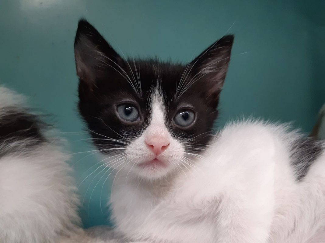Sonate - Chat Européen à adopter