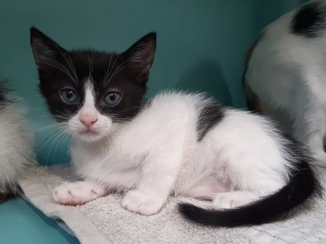 Sonate - Chat Européen à adopter - photo 2