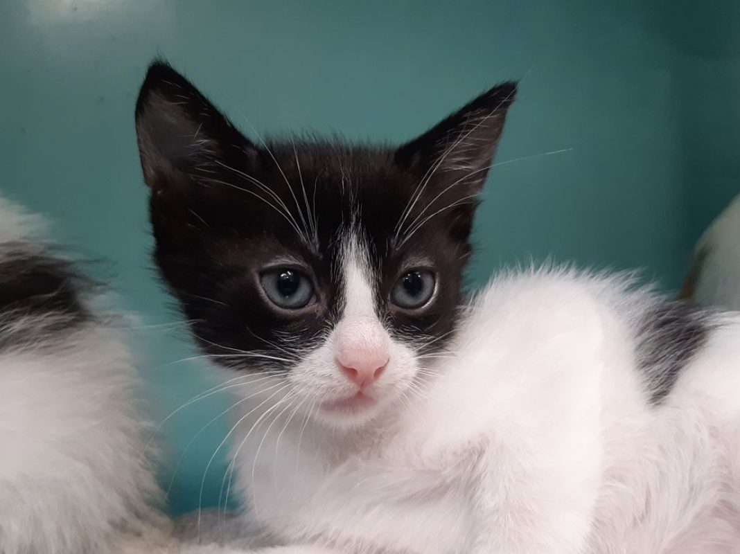 Sonate - Chat Européen à adopter - photo 3