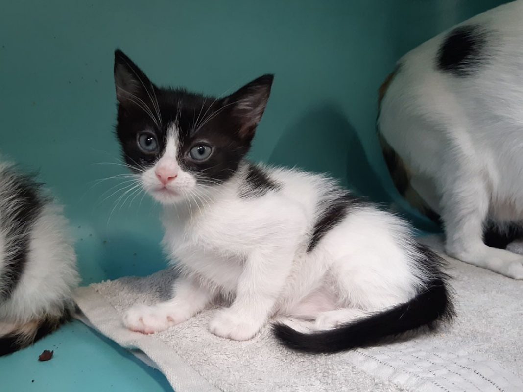 Sonate - Chat Européen à adopter - photo 4