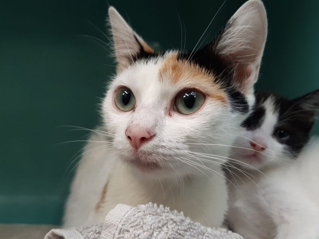 Symphonie - Chat Européen à adopter