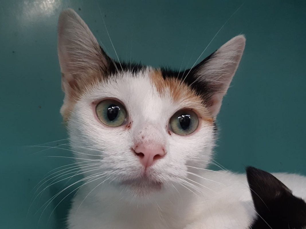 Symphonie - Chat Européen à adopter - photo 2