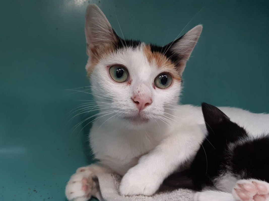 Symphonie - Chat Européen à adopter - photo 3