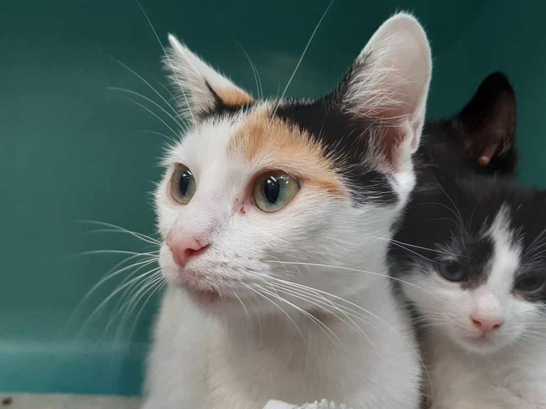 Symphonie - Chat Européen à adopter - photo 4