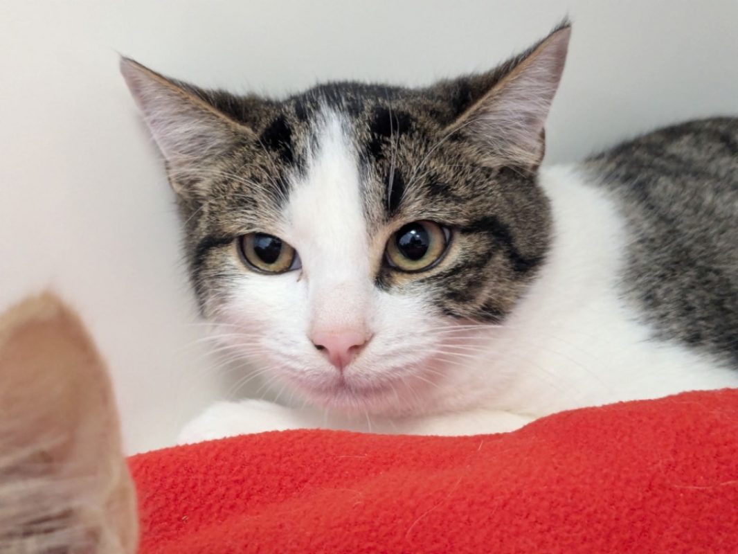 Bamboo - Chat Européen à adopter