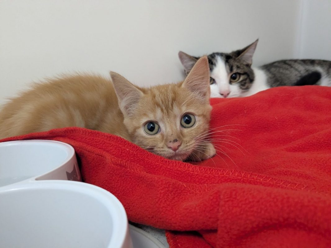 Bella - Chat Européen à adopter