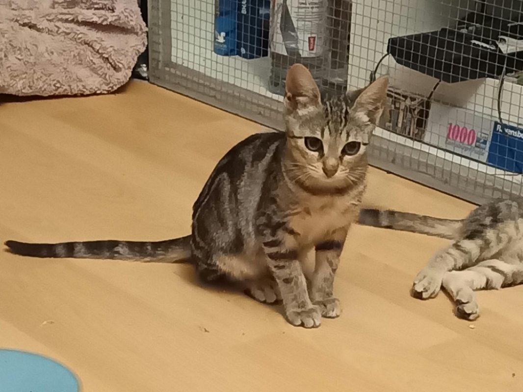 Delice - Chat Européen à adopter