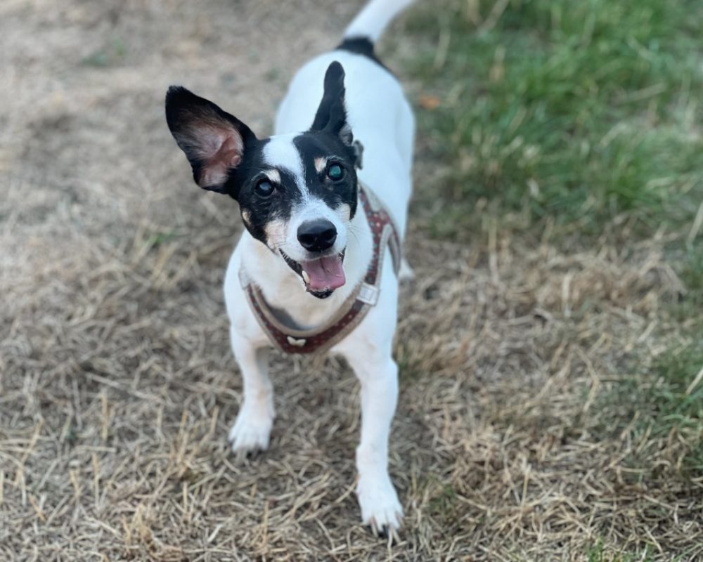 Jarod - Chien à adopter