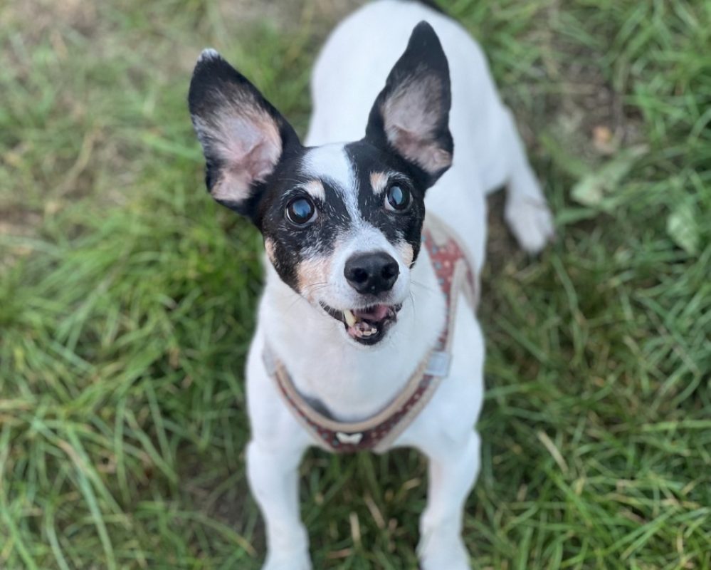 Jarod - Chien à adopter - photo 2
