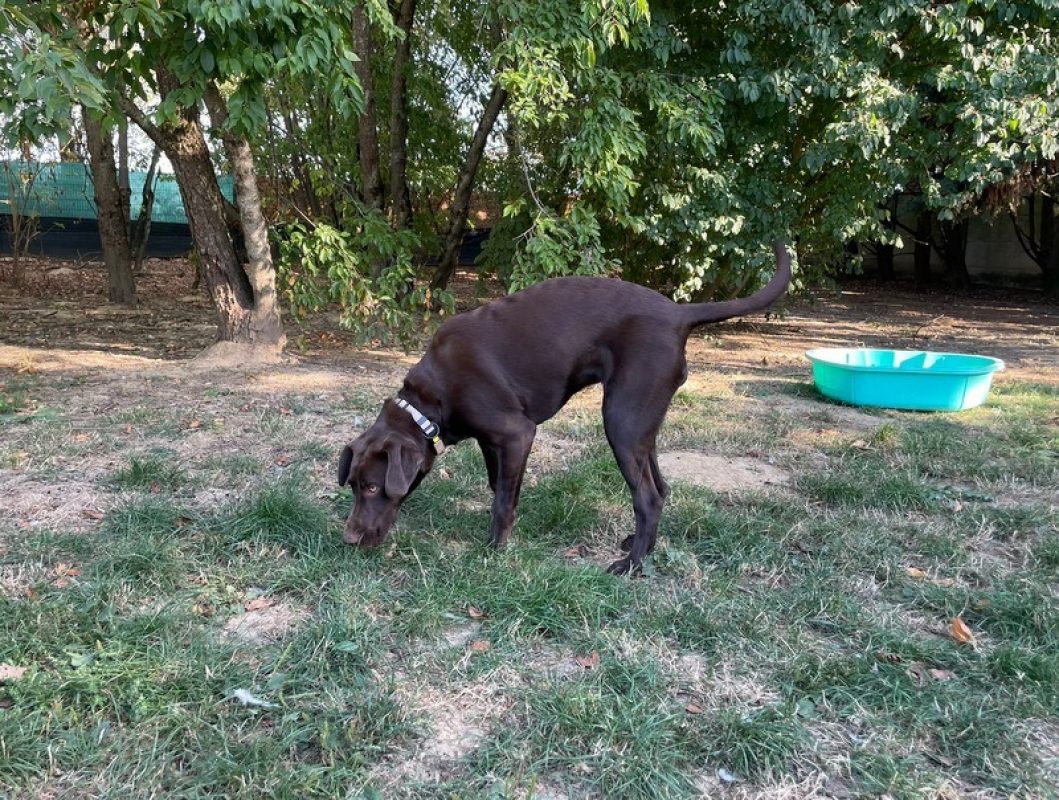 Chouquette - Chien à adopter - photo 2