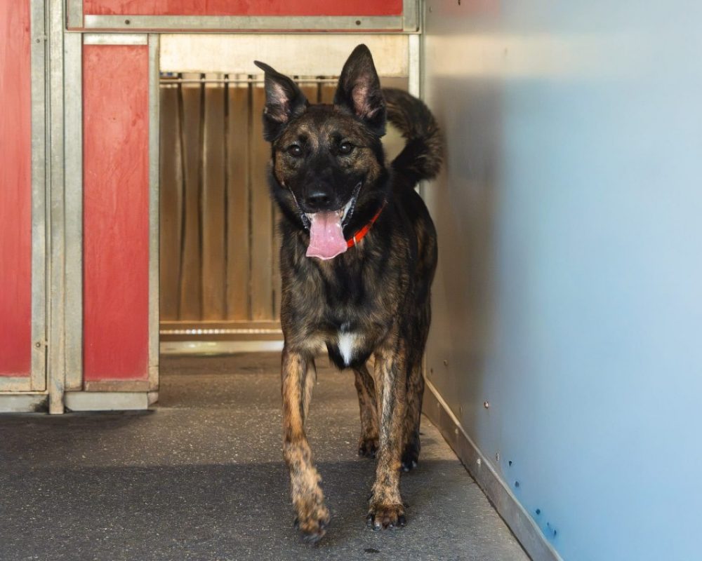 Tomy - Chien à adopter