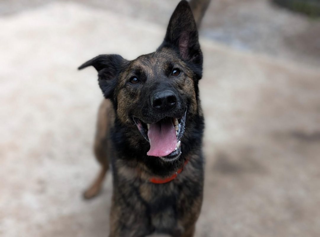 Tomy - Chien à adopter - photo 2
