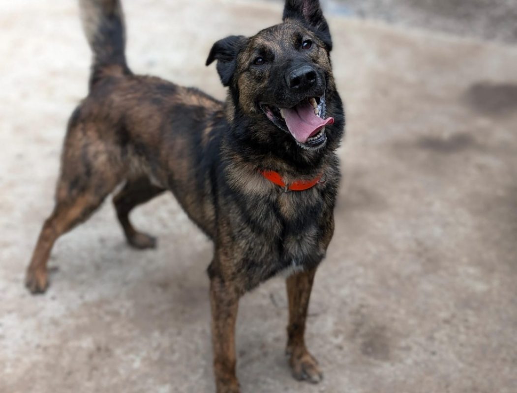 Tomy - Chien à adopter - photo 3