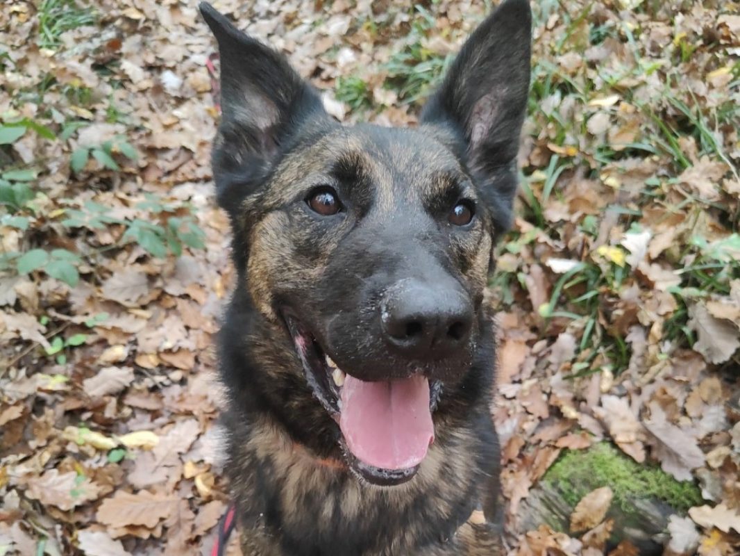 Tomy - Chien à adopter - photo 4