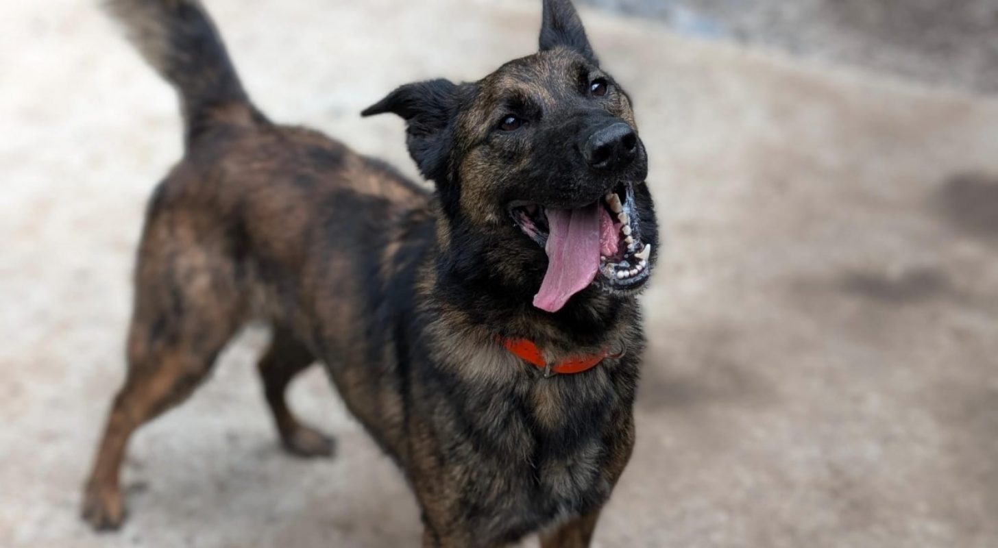 Tomy - Chien à adopter - photo 5