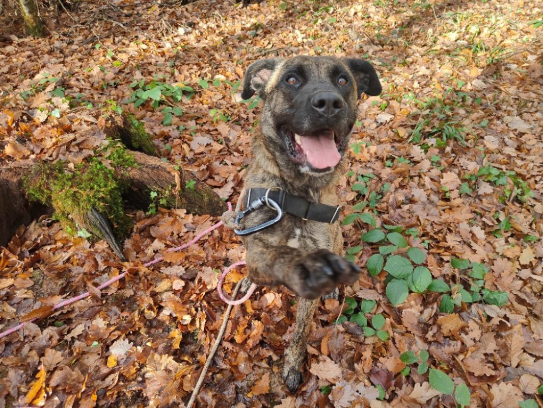 Sonik - Chien Berger à adopter