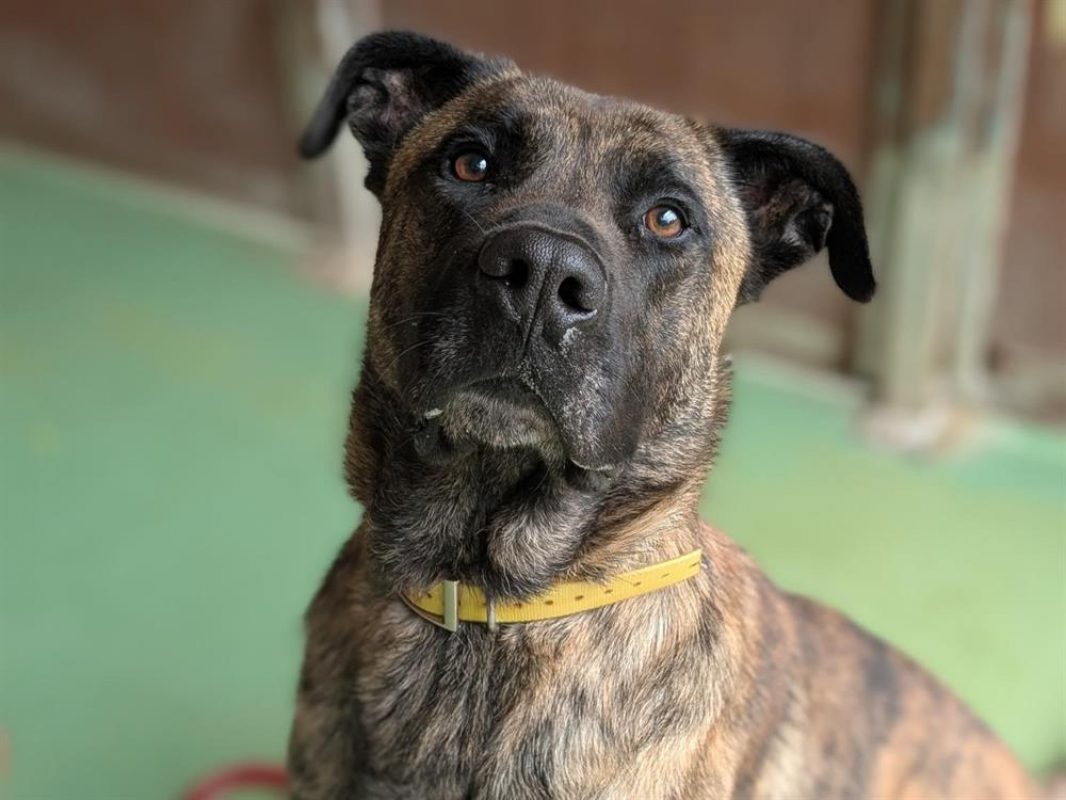 Sonik - Chien Berger à adopter - photo 2