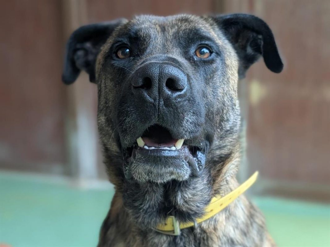 Sonik - Chien Berger à adopter - photo 4
