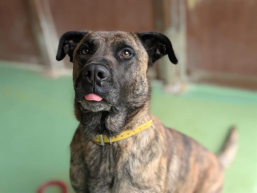 Sonik - Chien Berger à adopter - photo 5