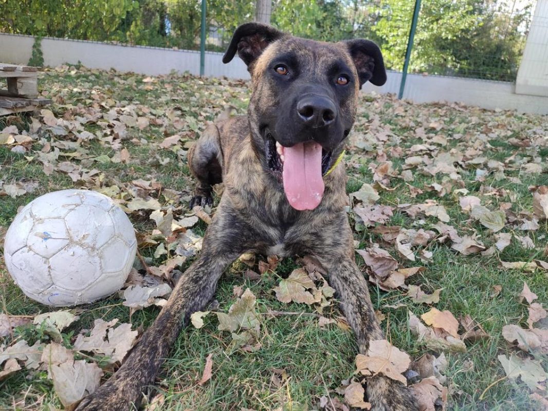Sonik - Chien Berger à adopter - photo 6