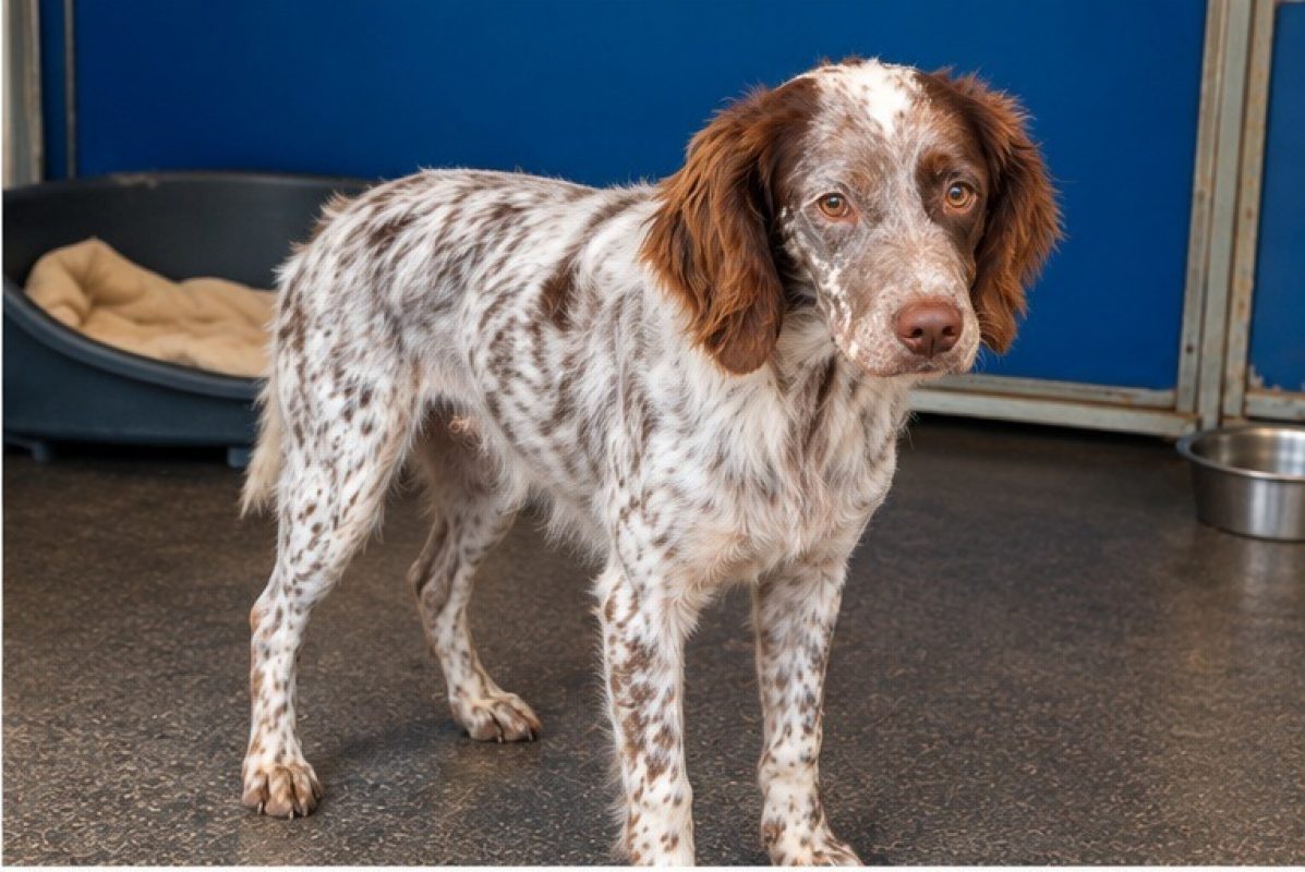 Cachou - Chien Epagneul Français à adopter
