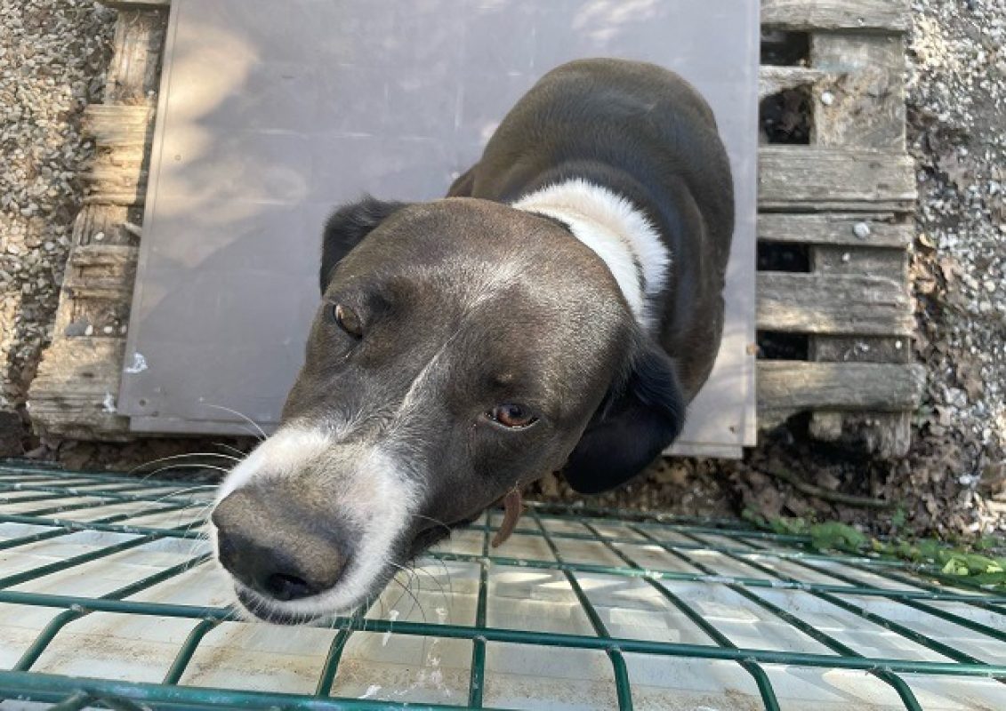Prada - Chien à adopter