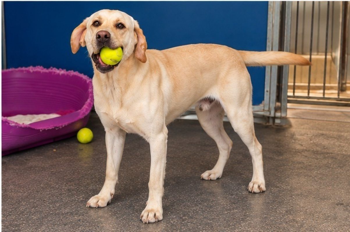 Bosco - Chien à adopter